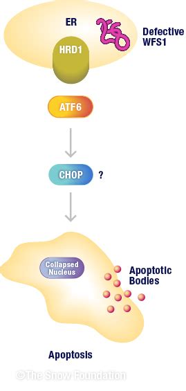 Download Wolfram Research WOLFRAM