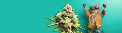 Weed Seeds for Sale Your Guide to Quality Cannabis Seeds