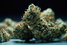 Weed Seeds for Sale Your Guide to Quality Cannabis Seeds